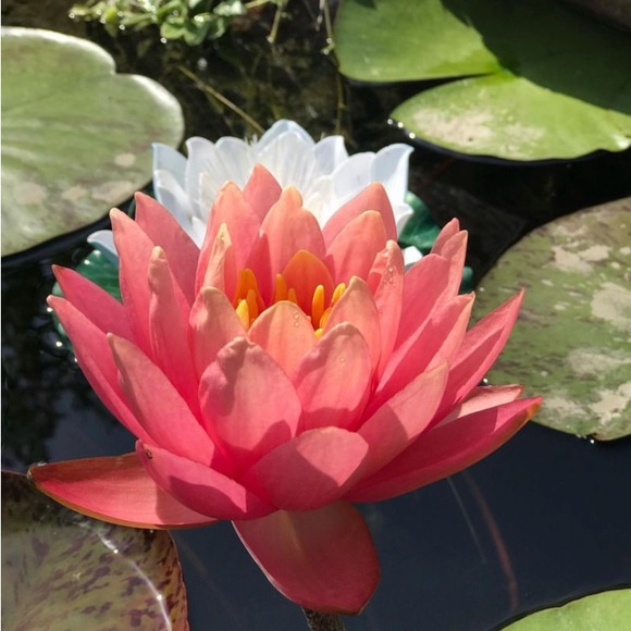 70’s Vintage Wicker Cottage Core Lap Tray - Picture 3 of 9